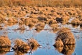 Sedge marsh Royalty Free Stock Photo