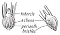 Sedge morphology vintage illustration