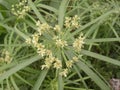 Sedge plant with small white flowers