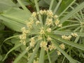 Sedge plant with white flowers