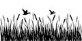 Sedge, reed, cane, bulrush. Ducks are flying. Black silhouette. Royalty Free Stock Photo