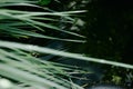 Sedge. Thick, tall green grass grows in water. Background Royalty Free Stock Photo