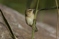 Sedge warbler Royalty Free Stock Photo