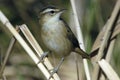 Sedge warbler