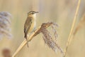 Sedge Warbler, Acrocephalus schoenobaenus, bird singing perched Royalty Free Stock Photo