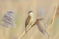 Sedge Warbler, Acrocephalus schoenobaenus, bird singing perched Royalty Free Stock Photo