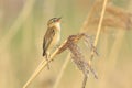 Sedge Warbler, Acrocephalus schoenobaenus, bird singing perched Royalty Free Stock Photo