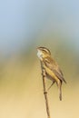 Sedge warbler Acrocephalus schoenobaenus bird singing in reeds during sunrise Royalty Free Stock Photo