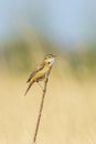 Sedge warbler Acrocephalus schoenobaenus bird singing in reeds during sunrise Royalty Free Stock Photo
