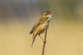 Sedge warbler Acrocephalus schoenobaenus bird singing in reeds during sunrise Royalty Free Stock Photo