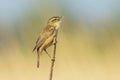 Sedge warbler Acrocephalus schoenobaenus bird singing in reeds during sunrise Royalty Free Stock Photo