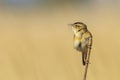 Sedge warbler Acrocephalus schoenobaenus bird singing in reeds during sunrise Royalty Free Stock Photo