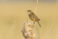 Sedge warbler Acrocephalus schoenobaenus bird singing in reeds during sunrise Royalty Free Stock Photo