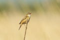 Sedge warbler Acrocephalus schoenobaenus bird singing in reeds during sunrise Royalty Free Stock Photo