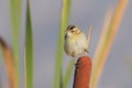 Sedge Warbler (Acrocephalus schoenobaenus). Royalty Free Stock Photo