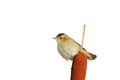 Sedge Warbler (Acrocephalus schoenobaenus). Royalty Free Stock Photo