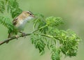 Sedge Warbler Royalty Free Stock Photo