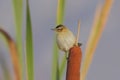 Sedge Warbler (Acrocephalus schoenobaenus).