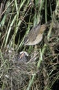 Sedge warbler, Acrocephalus schoenobaenus Royalty Free Stock Photo