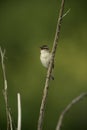 Sedge warbler, Acrocephalus schoenobaenus Royalty Free Stock Photo