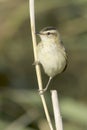 Sedge warbler / Acrocephalus schoenobaenus Royalty Free Stock Photo