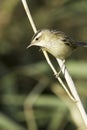 Sedge warbler / Acrocephalus schoenobaenus Royalty Free Stock Photo