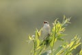 Sedge Warbler bird, Acrocephalus schoenobaenus, singing