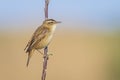 Sedge Warbler bird, Acrocephalus schoenobaenus, singing Royalty Free Stock Photo