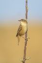 Sedge Warbler bird, Acrocephalus schoenobaenus, singing Royalty Free Stock Photo