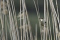 Sedge Warbler bird, Acrocephalus schoenobaenus, singing to attract a female during breeding season in Springtime Royalty Free Stock Photo