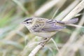 Sedge warbler close-up / Acrocephalus schoenobaenus Royalty Free Stock Photo