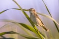 Sedge warbler in reed plant Royalty Free Stock Photo