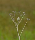 Sedge Warbler singing