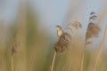 Sedge Warbler singing on a Reed stalk Royalty Free Stock Photo