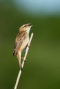 Sedge warbler Royalty Free Stock Photo