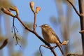 Sedge warbler sings in the morning