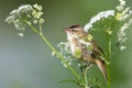 Sedge Warbler sits on a white flower