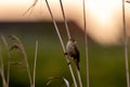 Sedge Warbler Sitting On Reed Royalty Free Stock Photo