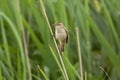 Sedge Warbler Sitting On Reed Royalty Free Stock Photo