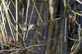 Sedge Wren, Cistothorus platensis