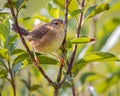 Sedge Wren Cistothorus platensis perched amongst the low branches of a high mountain shrub