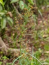 Sedges Angiorperm Plant