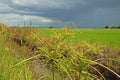 Sedges infestation to rice field