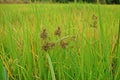 Sedges infestation to rice field