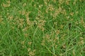 Sedges infested field Royalty Free Stock Photo