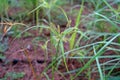 Sedges species on highland, Thailand