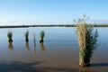 Sedges in water Royalty Free Stock Photo