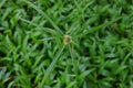 Sedges, weed in agriculture crop