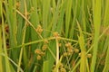 Sedges, weed in paddy field, Royalty Free Stock Photo