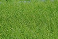 Sedges weed in rice field, cyperus difformis Royalty Free Stock Photo